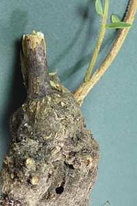 Diphucrania notulata, larval host plant, Daviesia ulicifolia ssp. incarnata, rootstock with exit hole, MU
